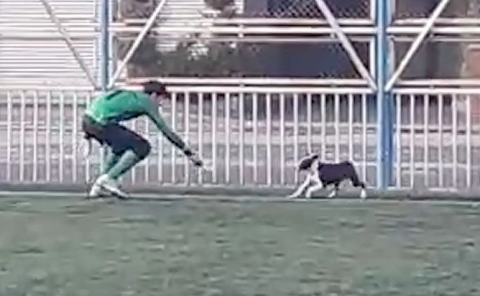 Yeşil sahada renkli görüntüler