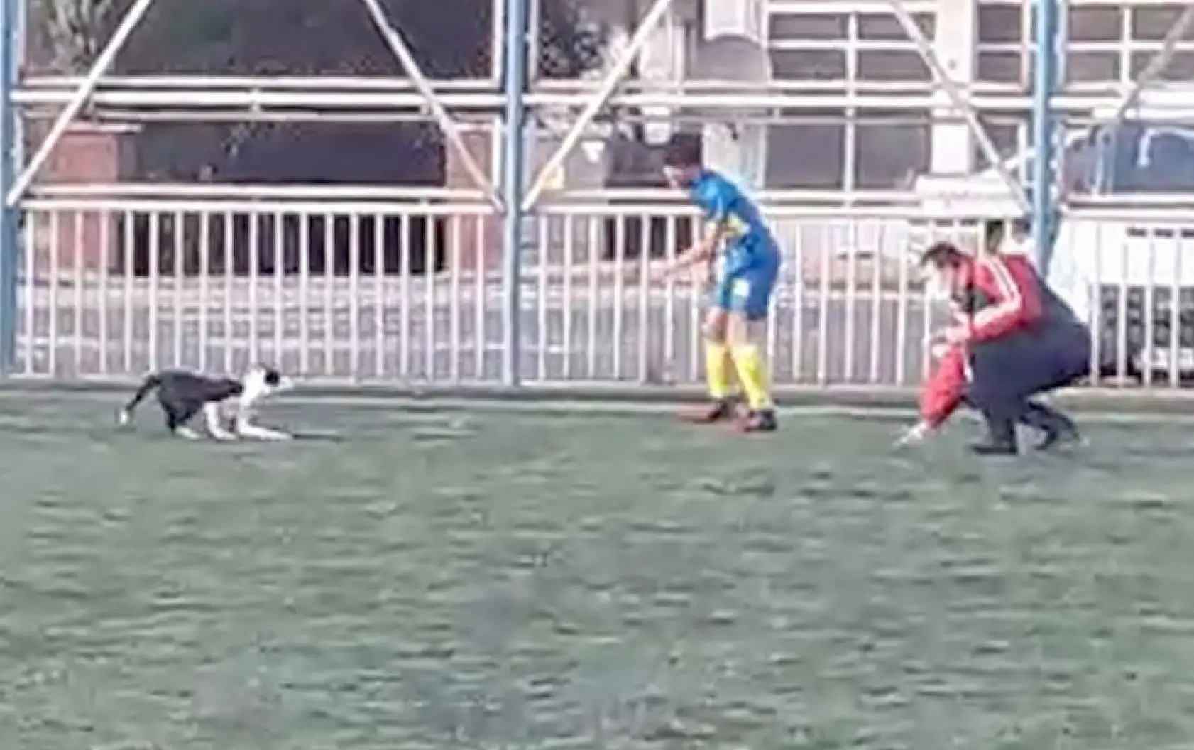 Yeşil sahada renkli görüntüler