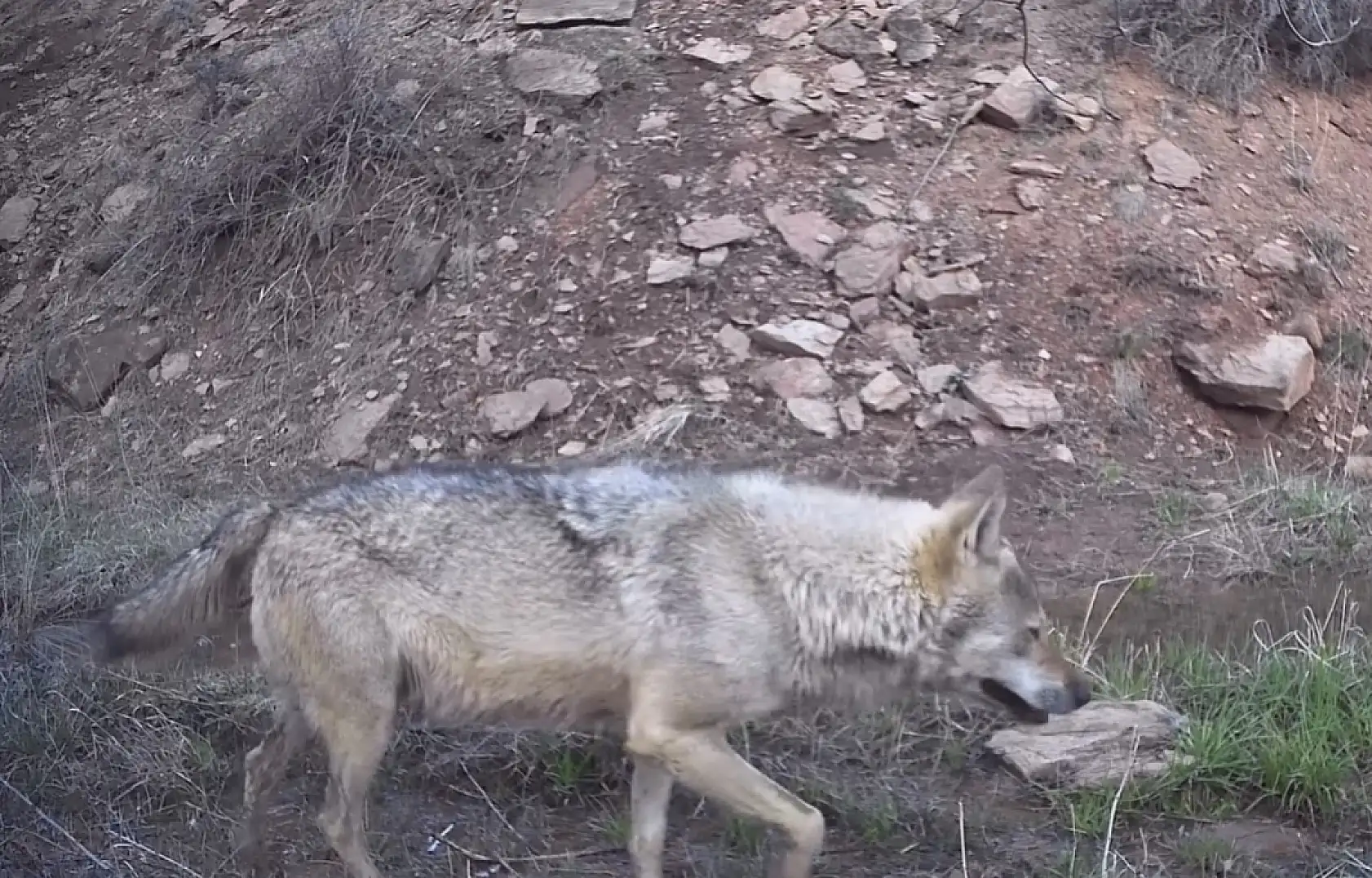 Kayseri'de ortaya çıktılar, kurulan kameraya takıldılar! Bakın Kayseri'de hangi hayvanlar yaşıyor?
