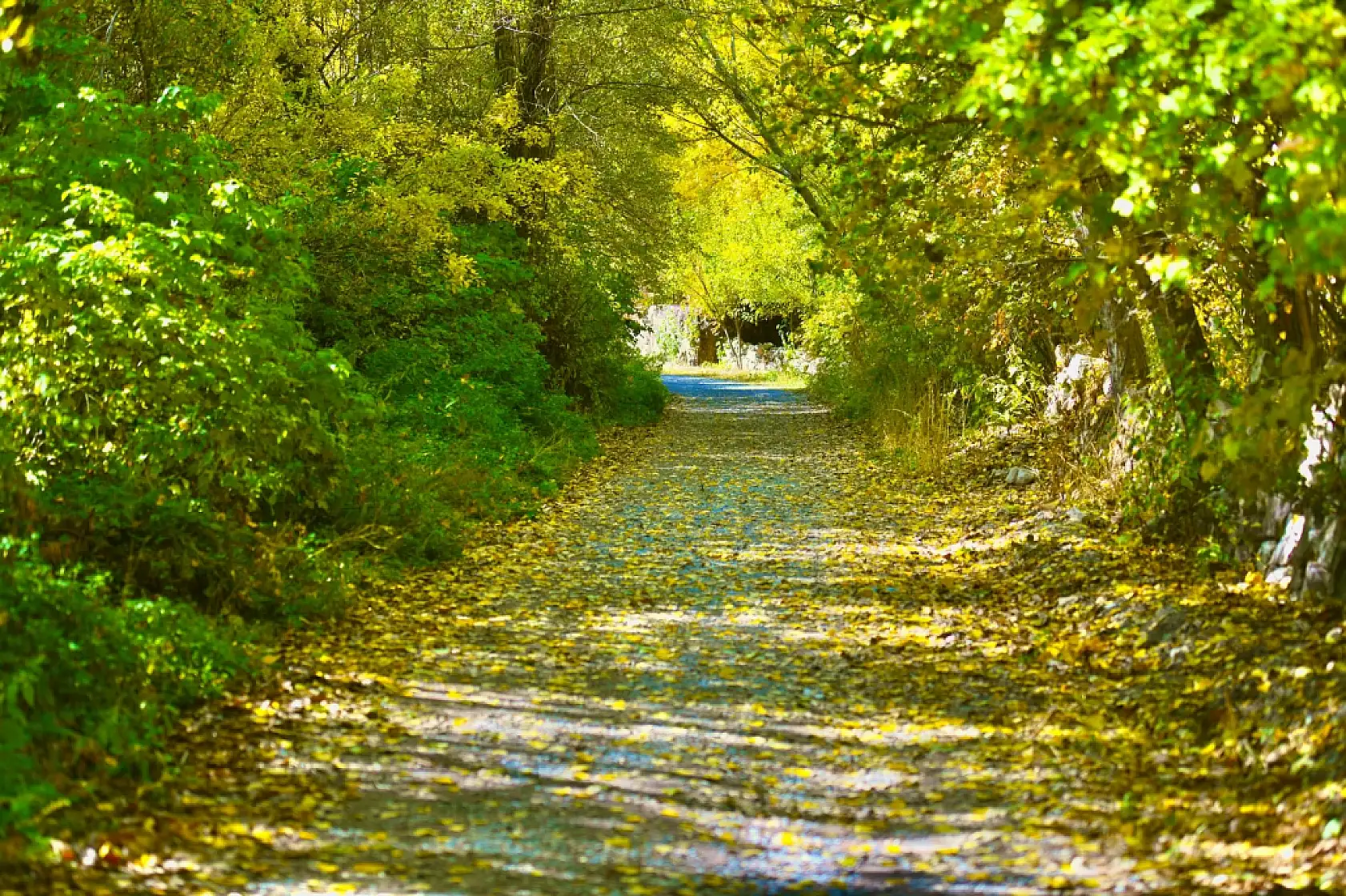 Başkan paylaştı! Görmeyen kalmasın, Kayseri'de orası Sonbahar'da bir başka güzel!