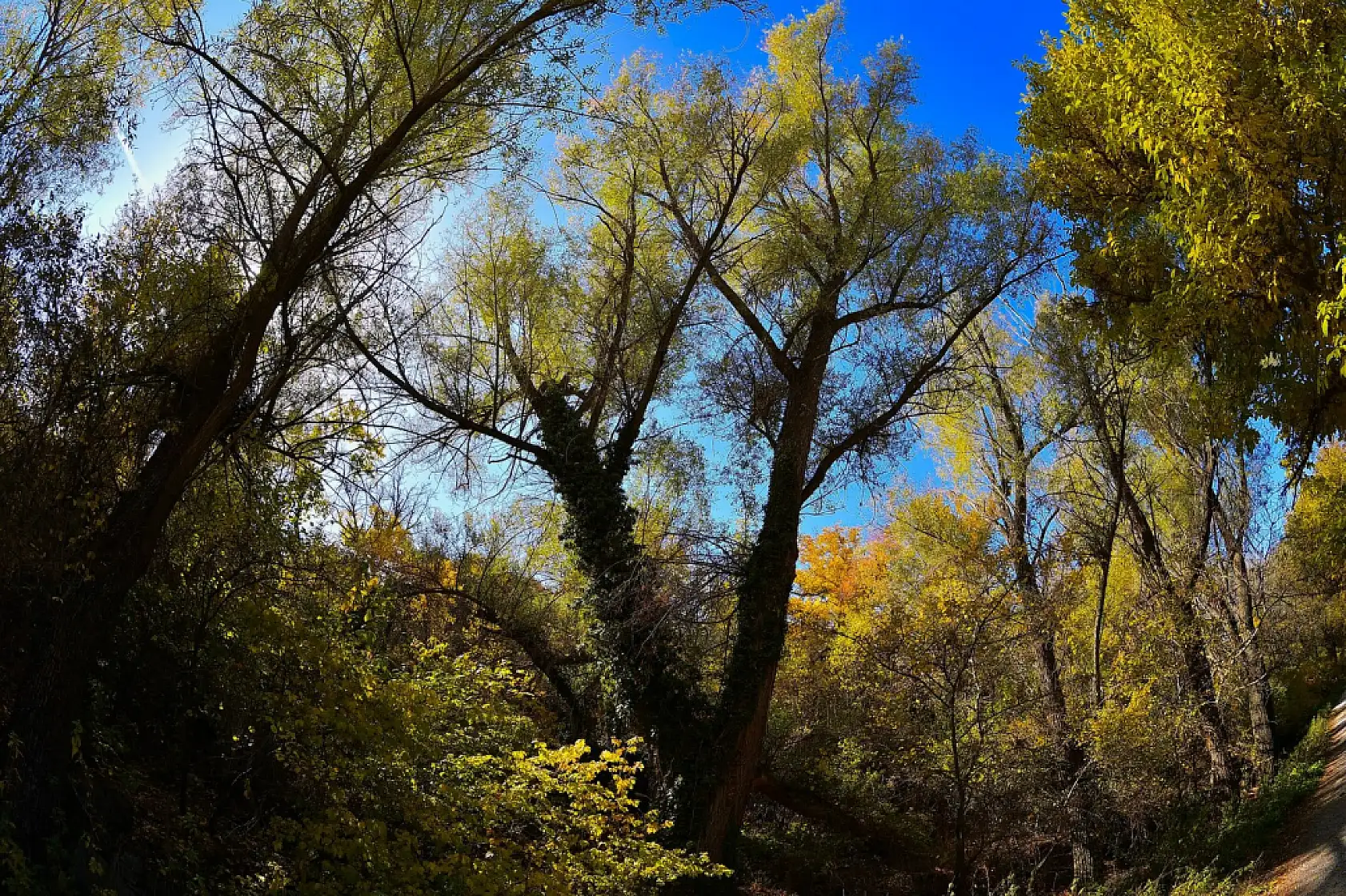 Başkan paylaştı! Görmeyen kalmasın, Kayseri'de orası Sonbahar'da bir başka güzel!