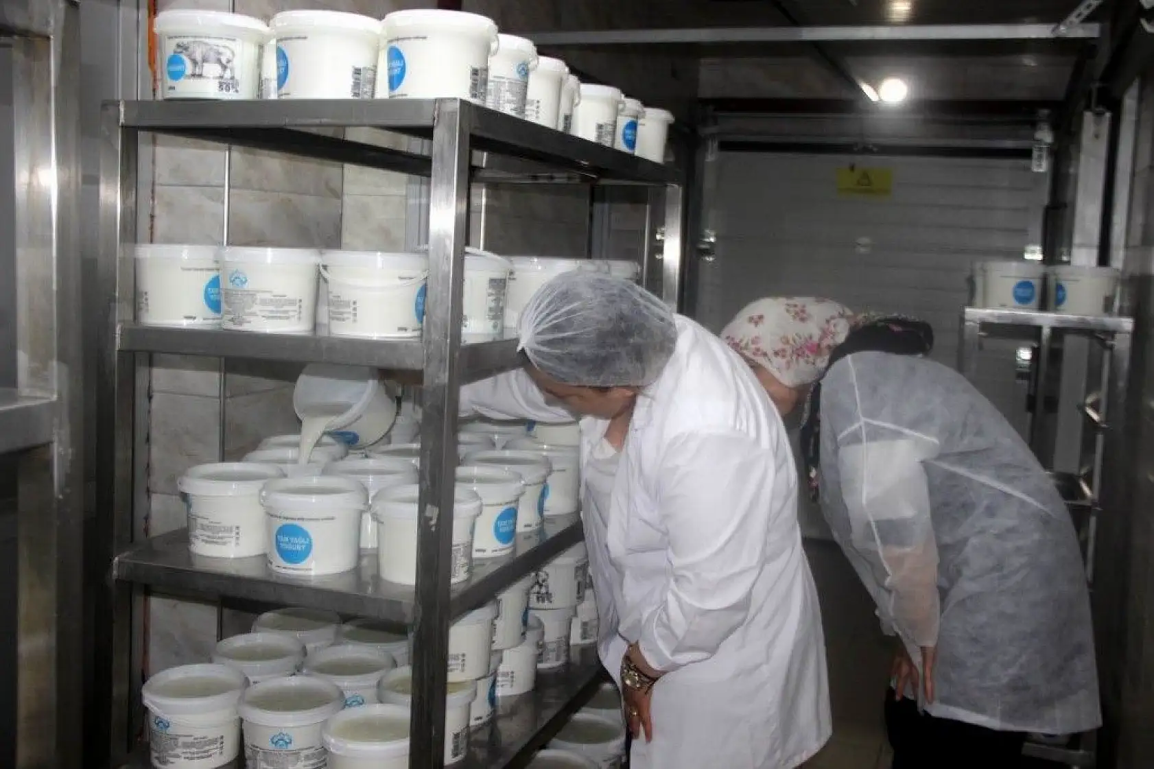 Günde 1 ton manda sütü işleniyor