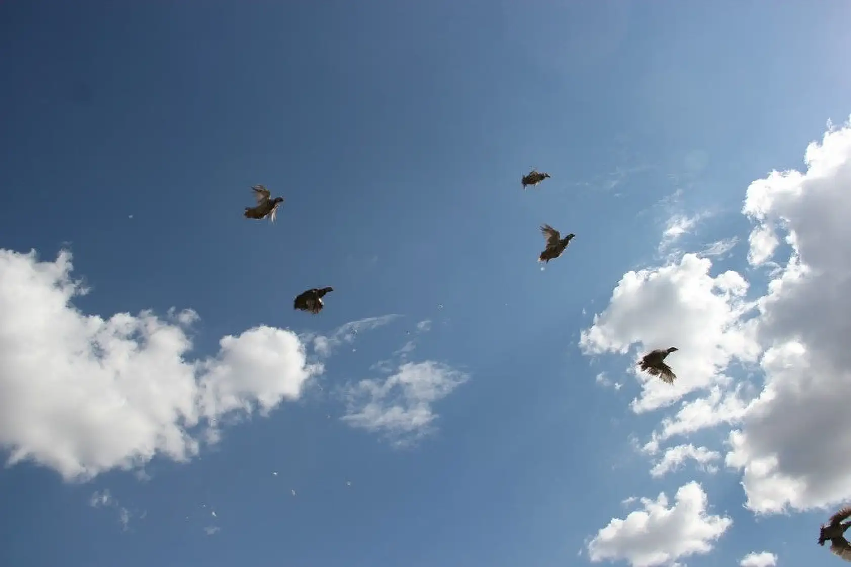 550 keklik doğaya salındı