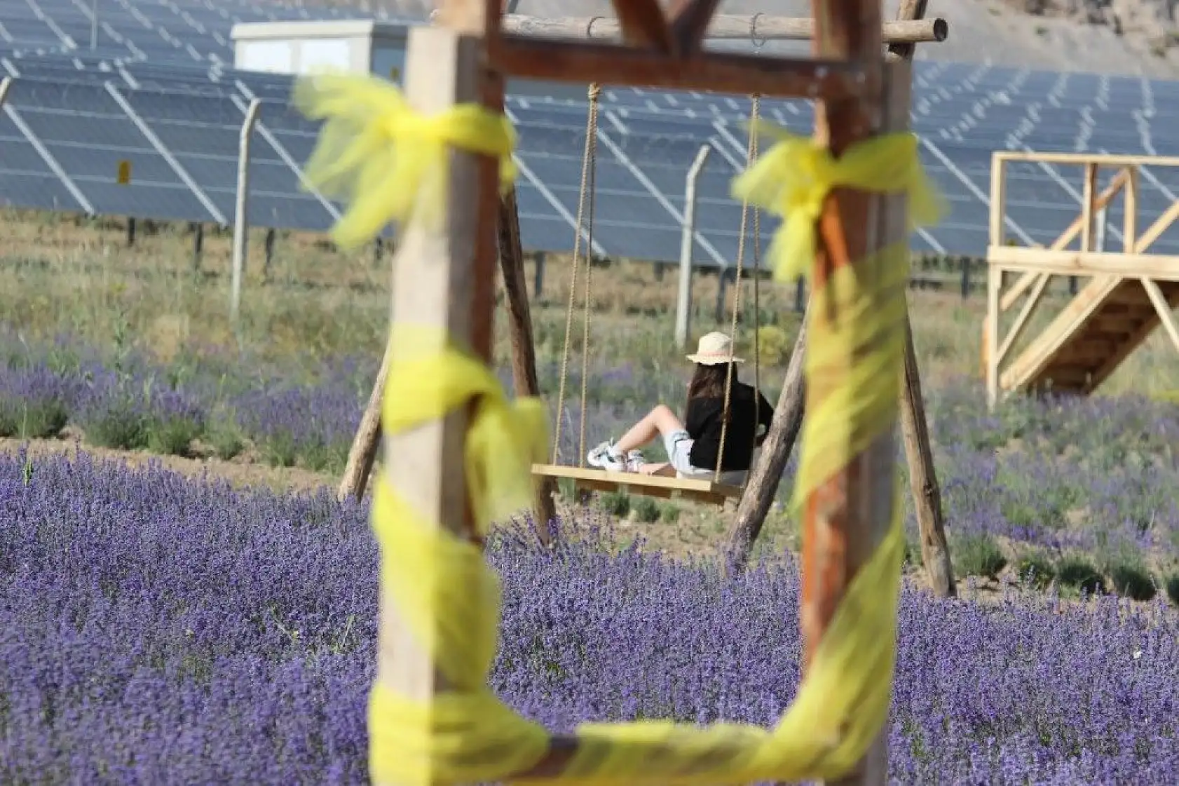 Bozkıra lavanta bahçesi kurdu