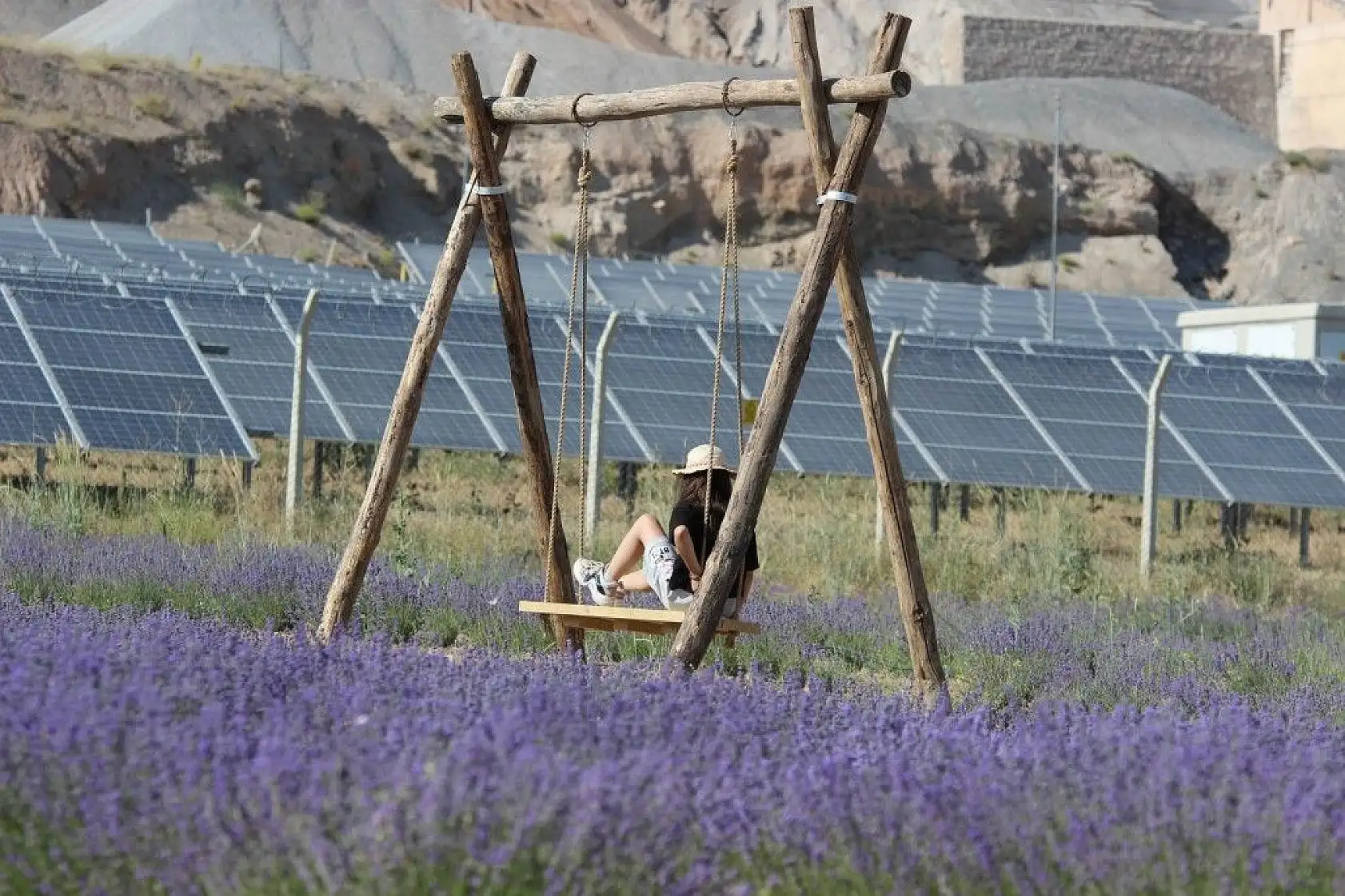 Bozkıra lavanta bahçesi kurdu