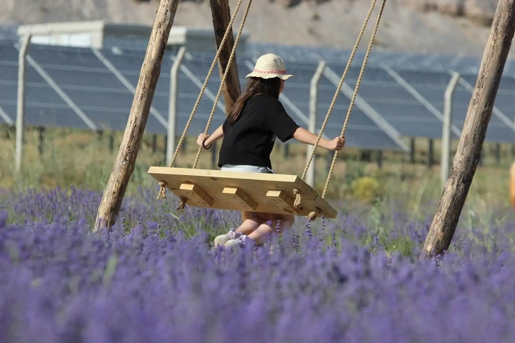 Bozkıra lavanta bahçesi kurdu