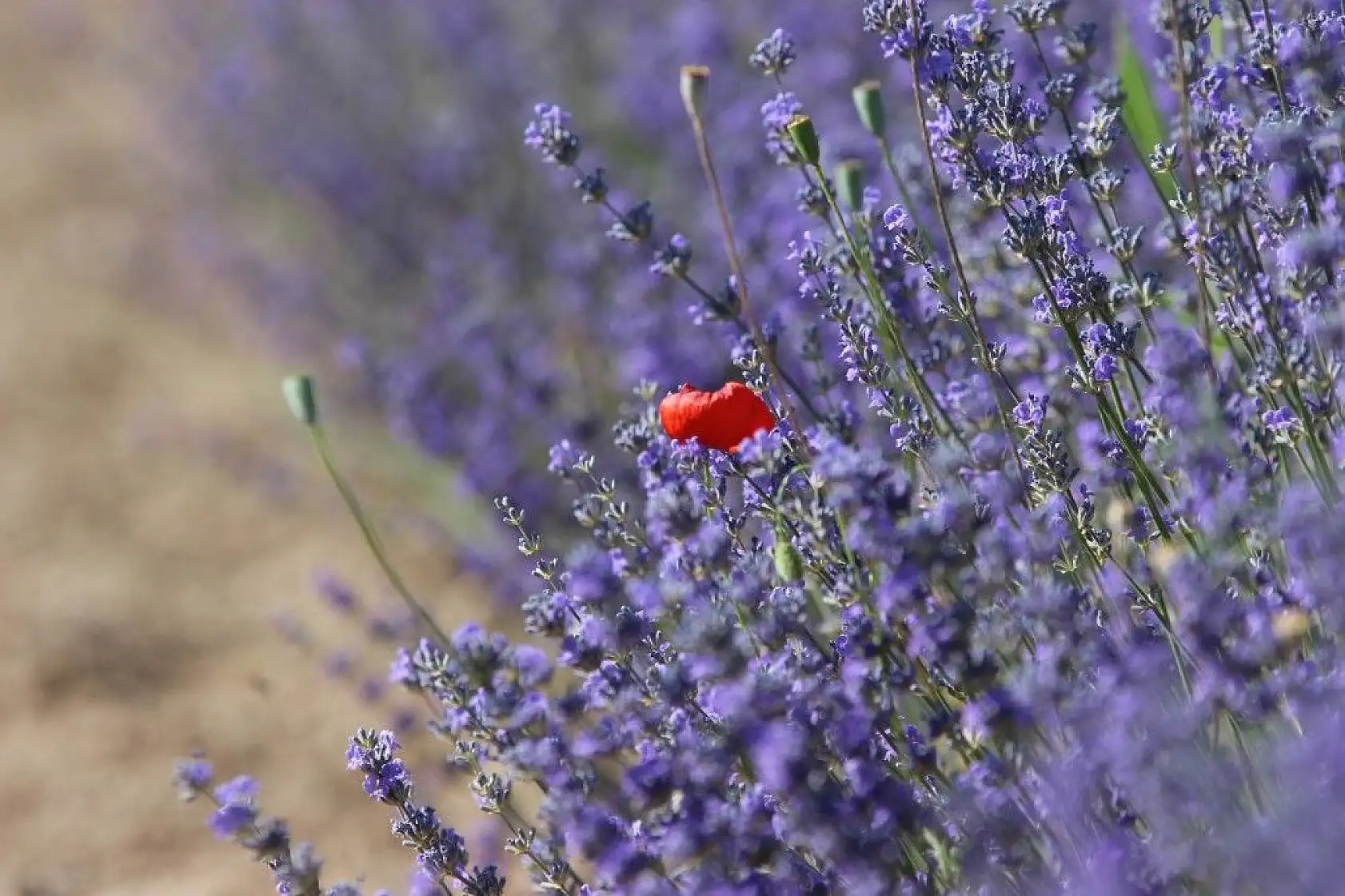 Bozkıra lavanta bahçesi kurdu
