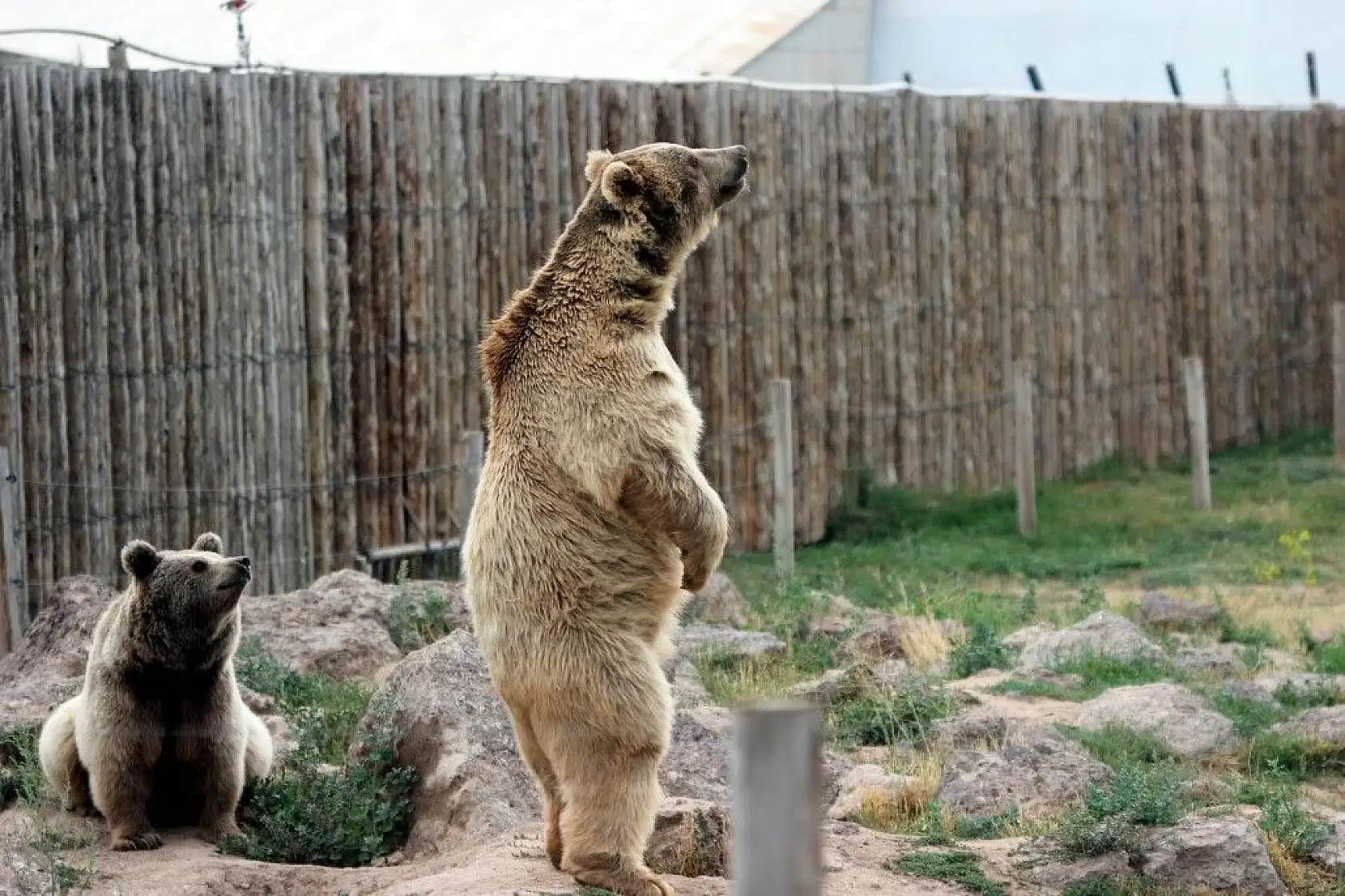 Ayılar dronu görünce bakın ne yaptı?