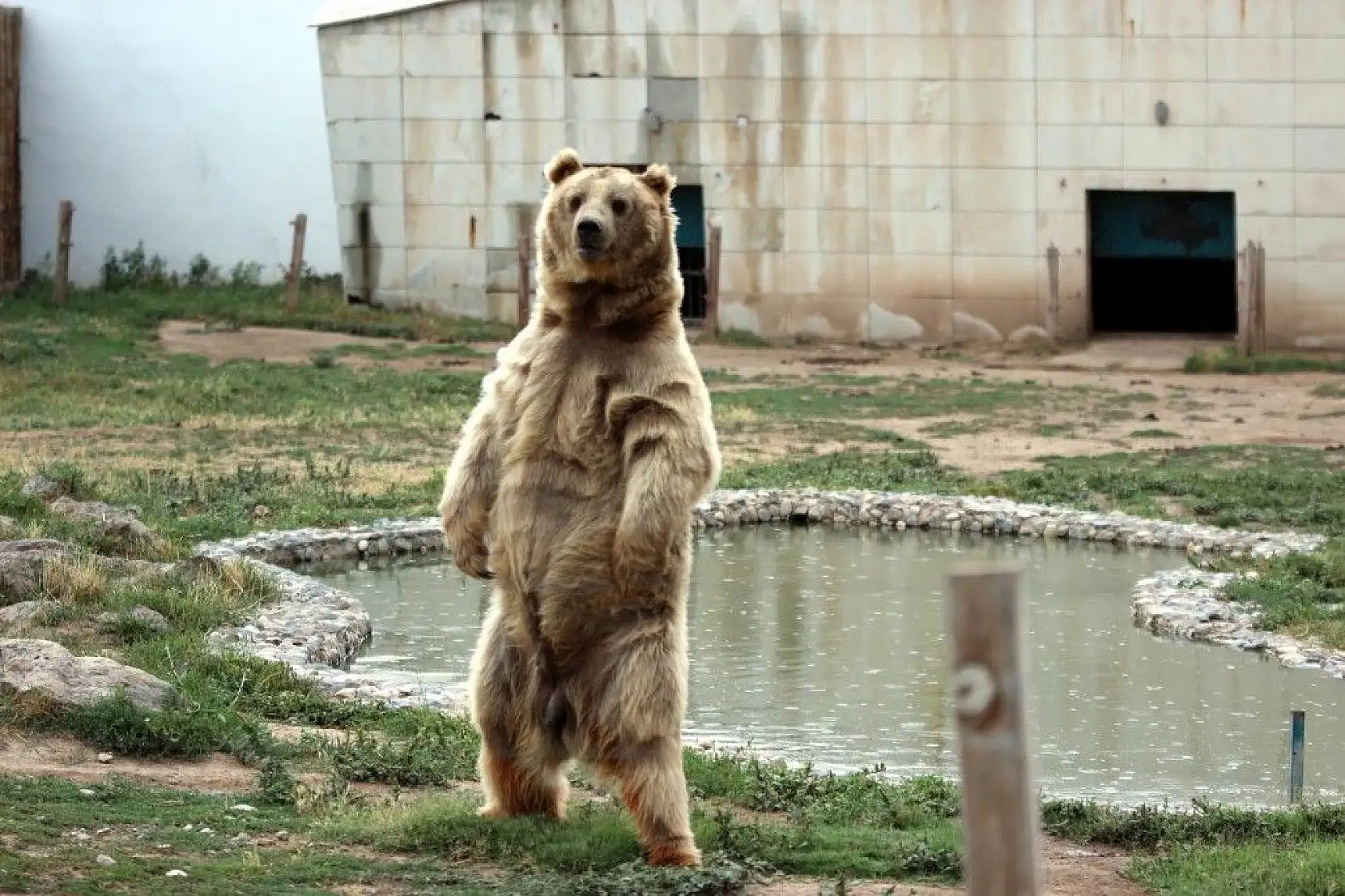 Ayılar dronu görünce bakın ne yaptı?