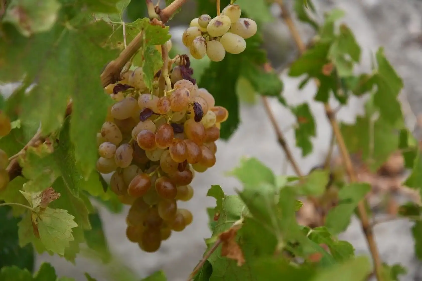 İncesu üzümü pekmeze nasıl dönüşüyor?