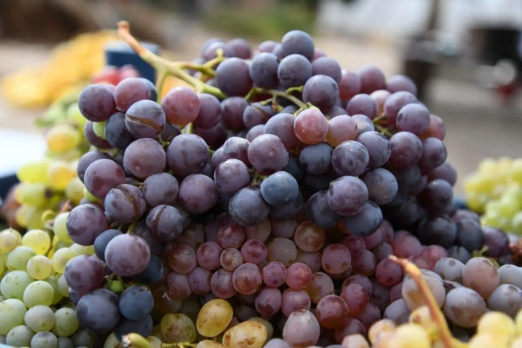 İncesu üzümü pekmeze nasıl dönüşüyor?