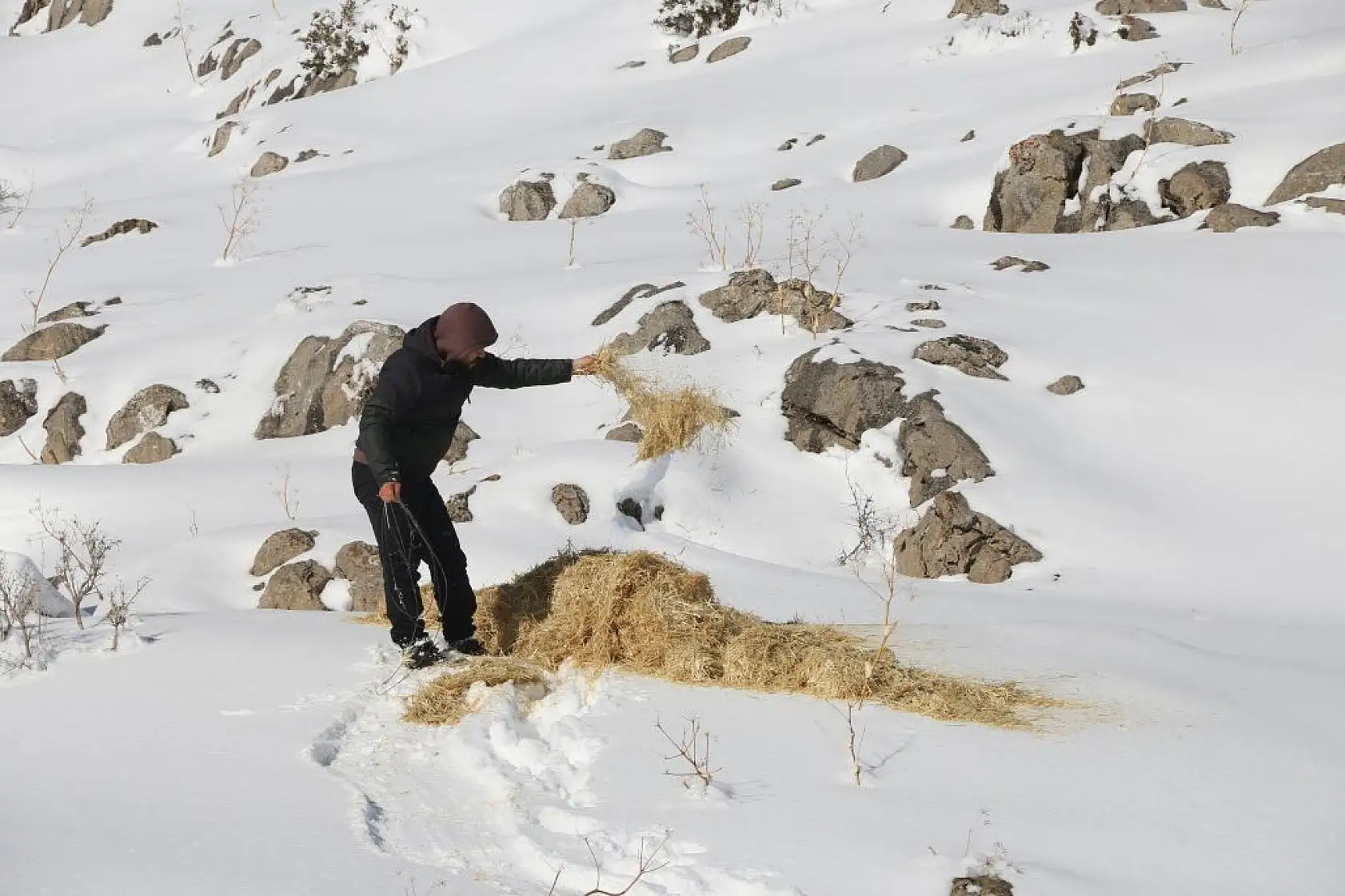 Dağ keçileri drone ile görüntülendi