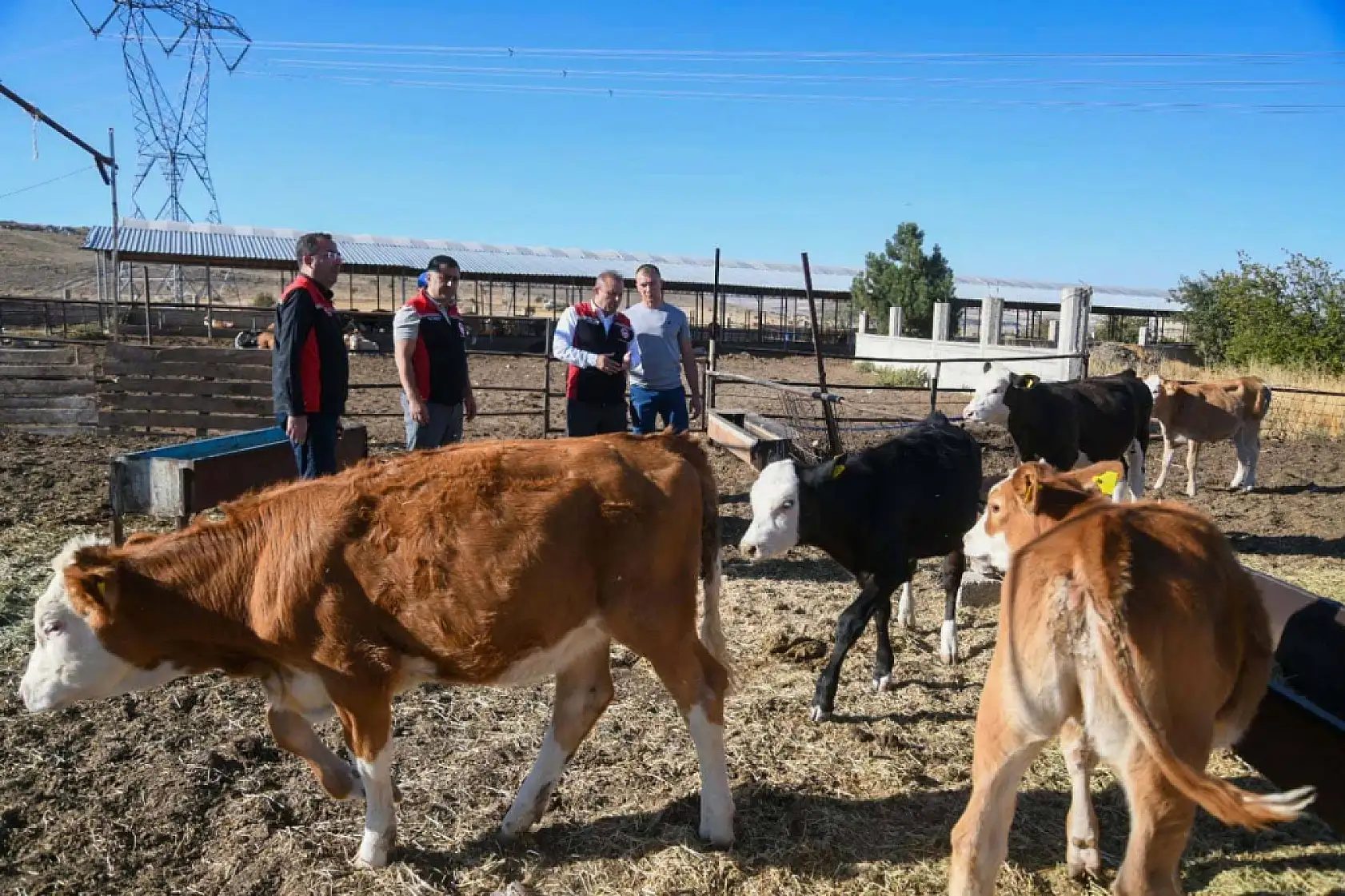 Kayseri'de kaç hayvan var?