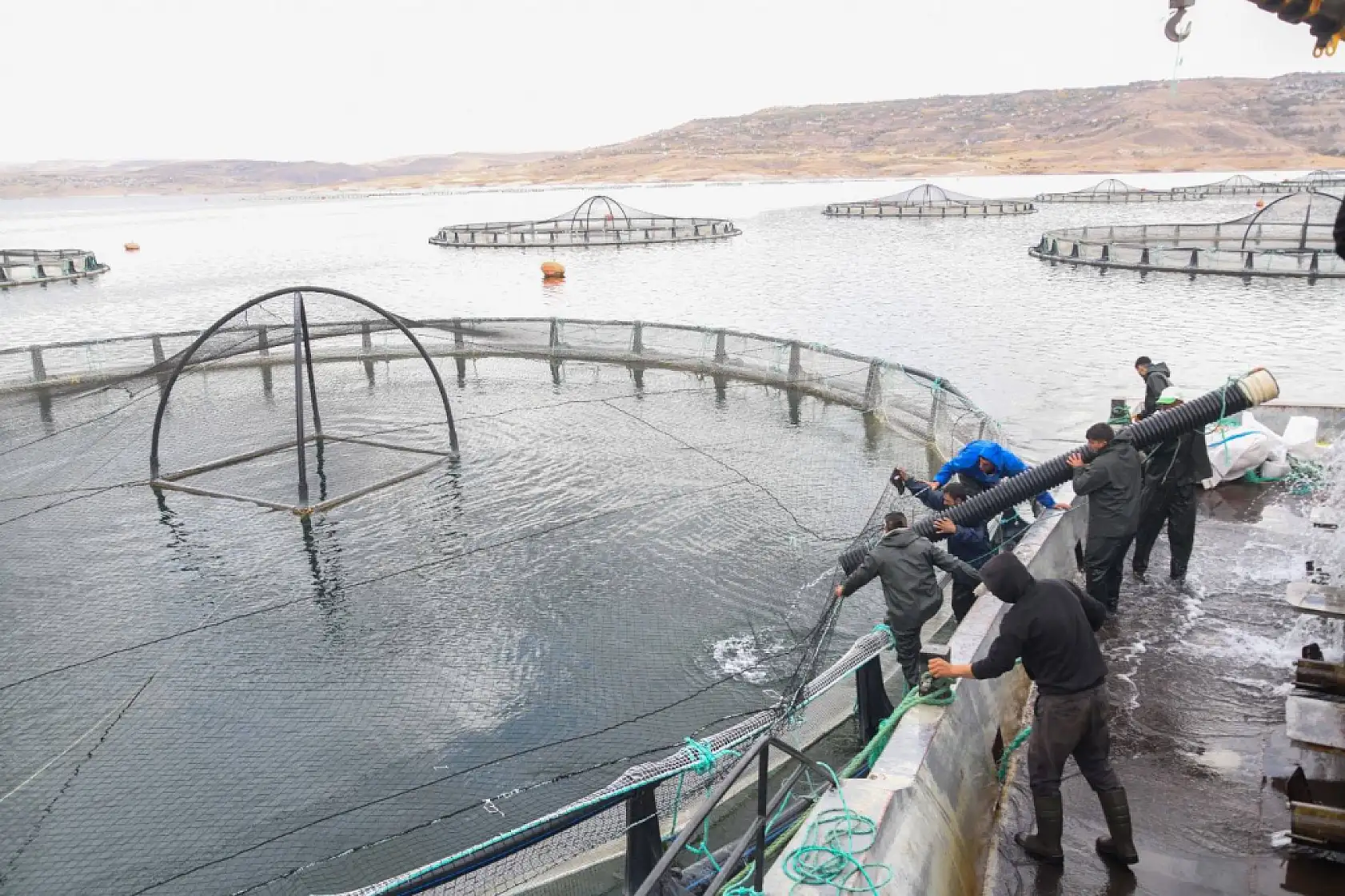 Kayseri'de kaç hayvan var?
