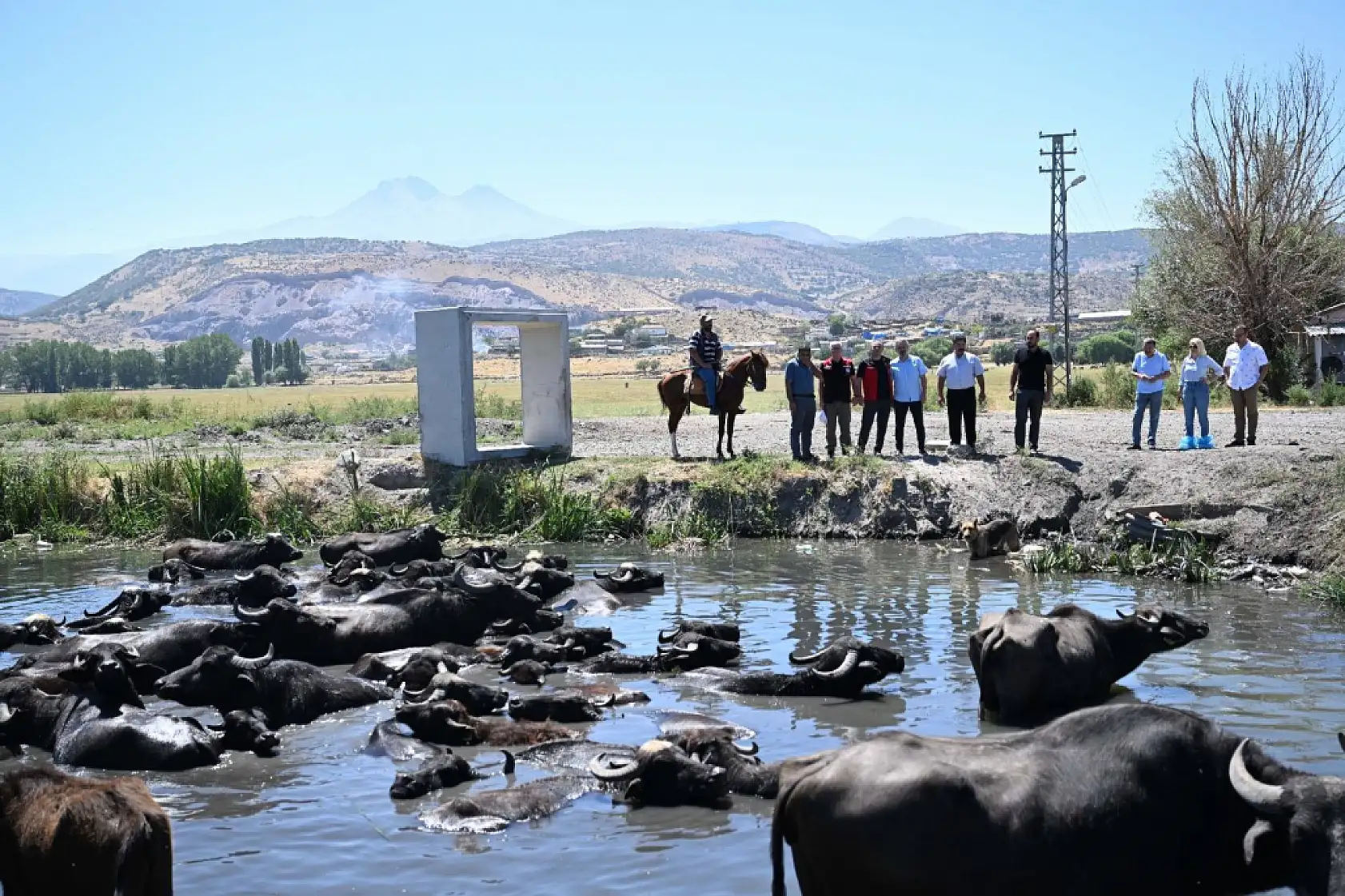 Kayseri'de kaç hayvan var?