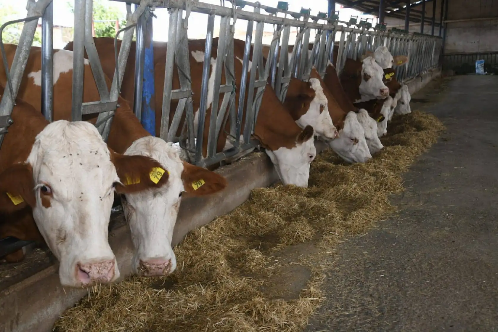 Kayseri'de kaç hayvan var?