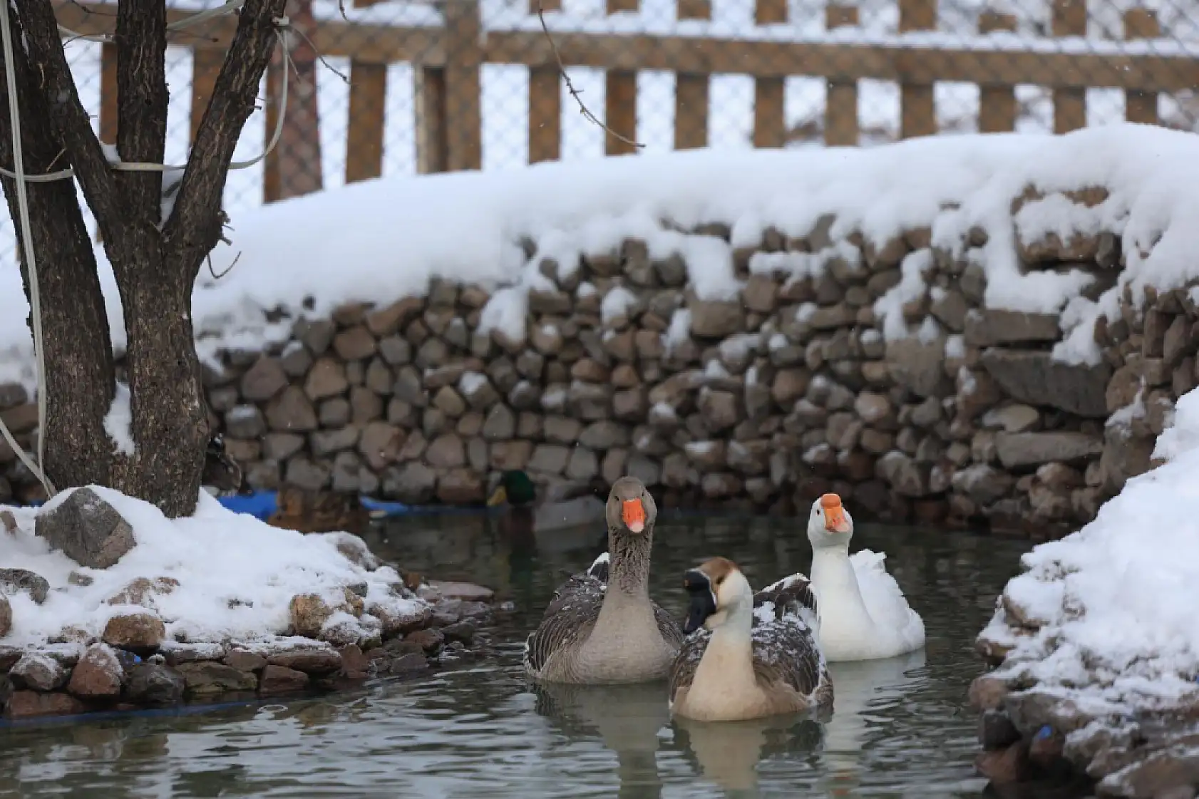 Bu fotoğraflar Kayseri'de çekildi! Görenler bir daha baktı