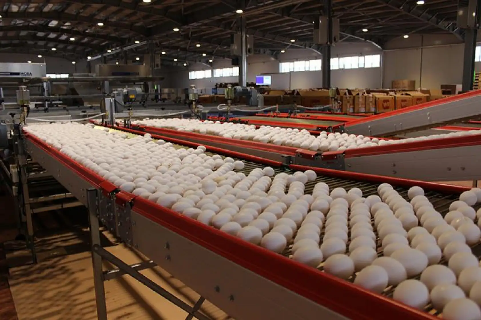 Kayseri'de kamunun yumurtalarını kim çaldı? Hafta sonu yapılacak seçim öncesi şok iddia