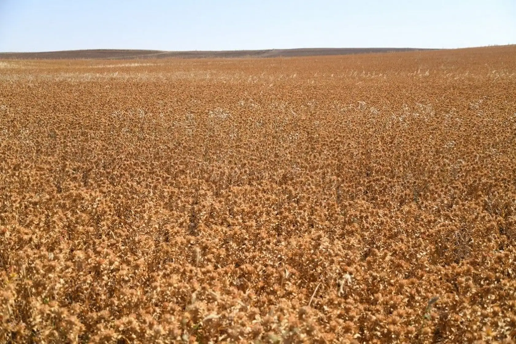 'Aspir' hasadı başladı