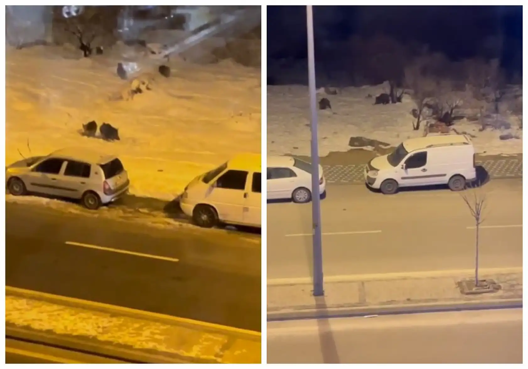 Kayseri'de korkutan görüntü! Talas'ta vatandaş pencereden bakınca gördüklerine inanamadı