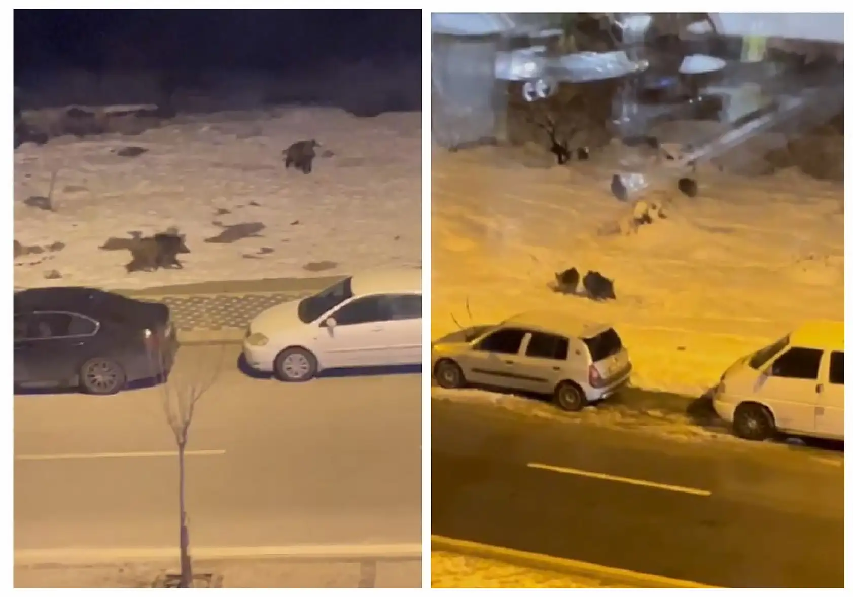 Kayseri'de korkutan görüntü! Talas'ta vatandaş pencereden bakınca gördüklerine inanamadı