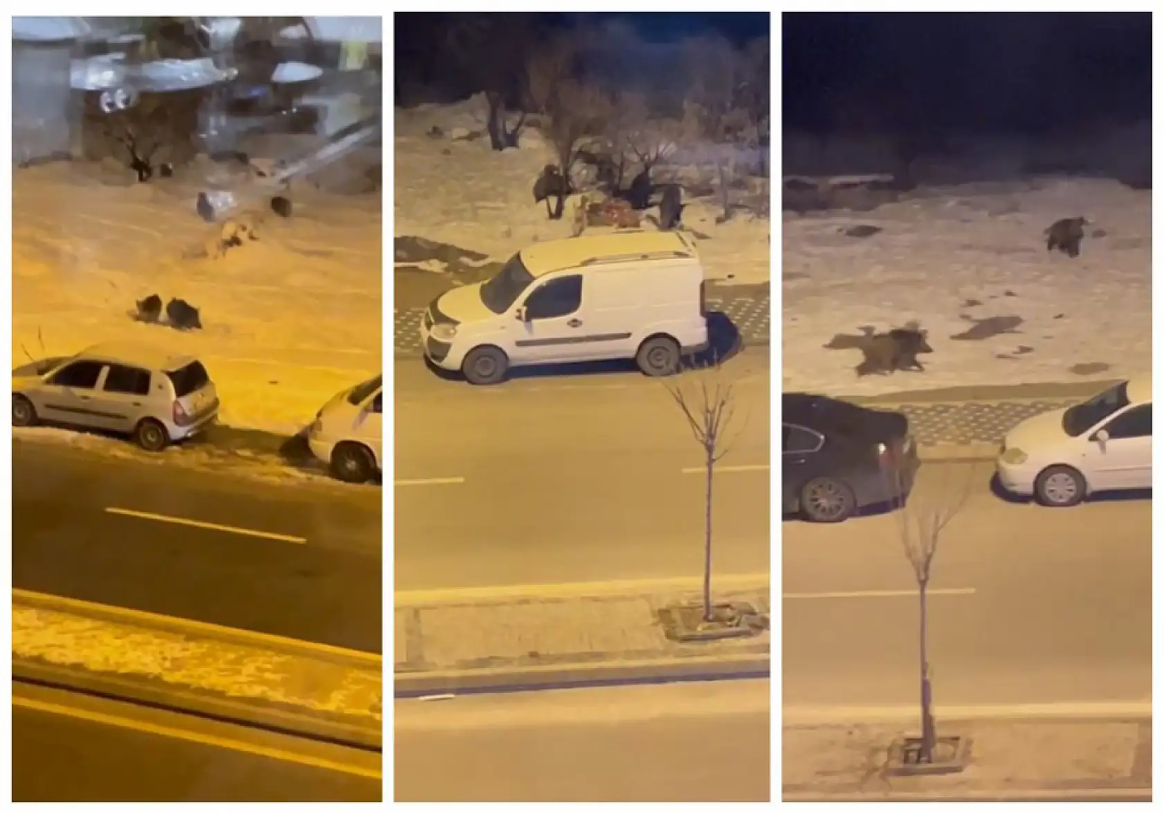 Kayseri'de korkutan görüntü! Talas'ta vatandaş pencereden bakınca gördüklerine inanamadı