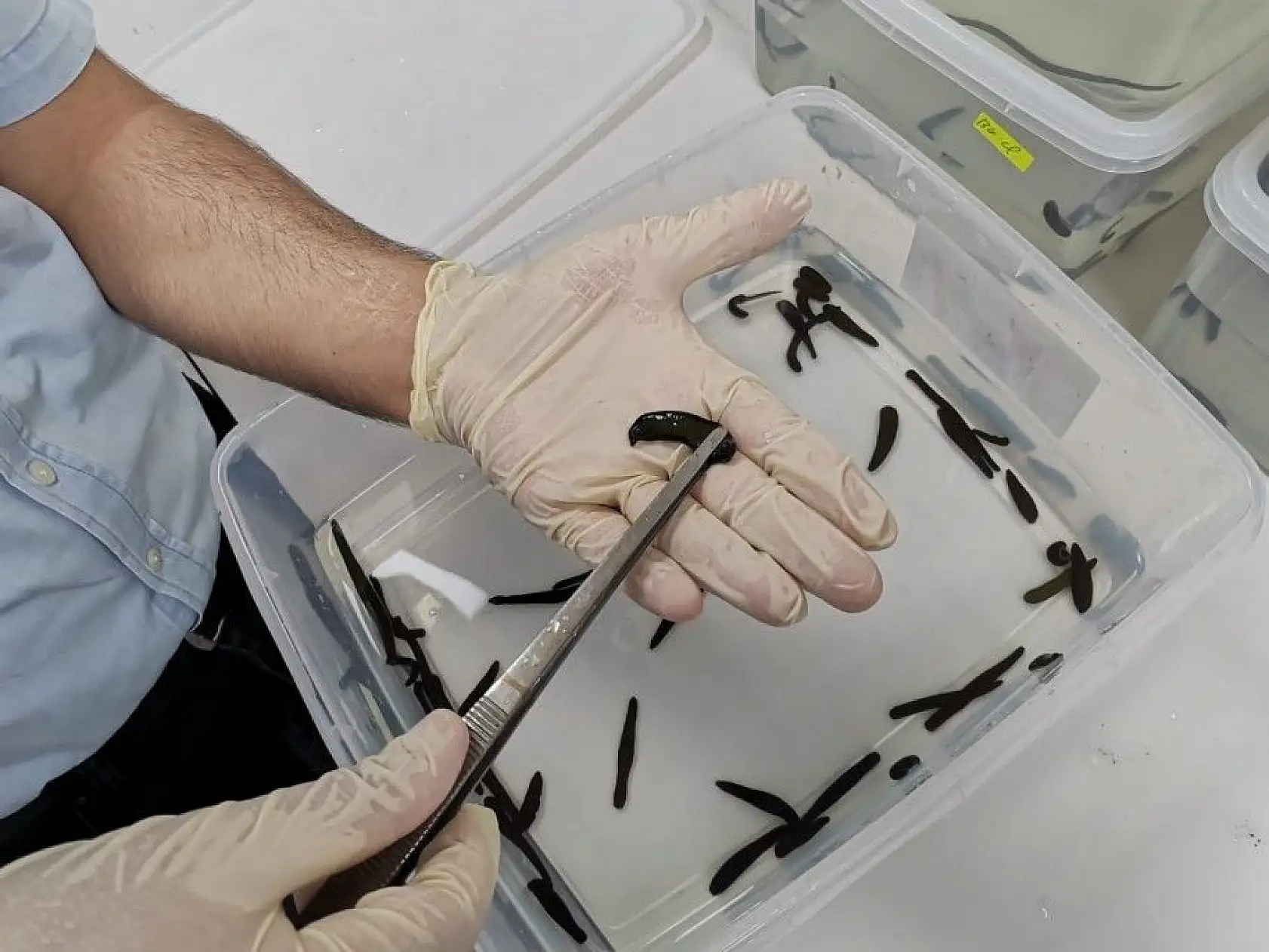 Yerli kanser ilacında faz çalışmaları başlayacak