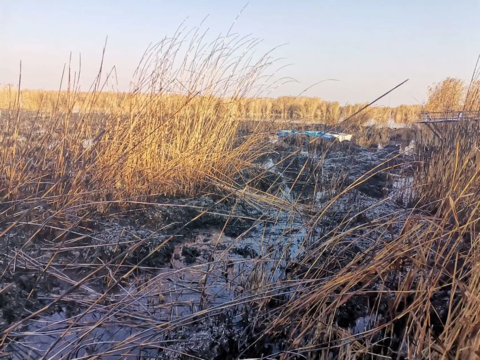 Sultan Sazlığı'ndaki yangının hasarı ortaya çıktı