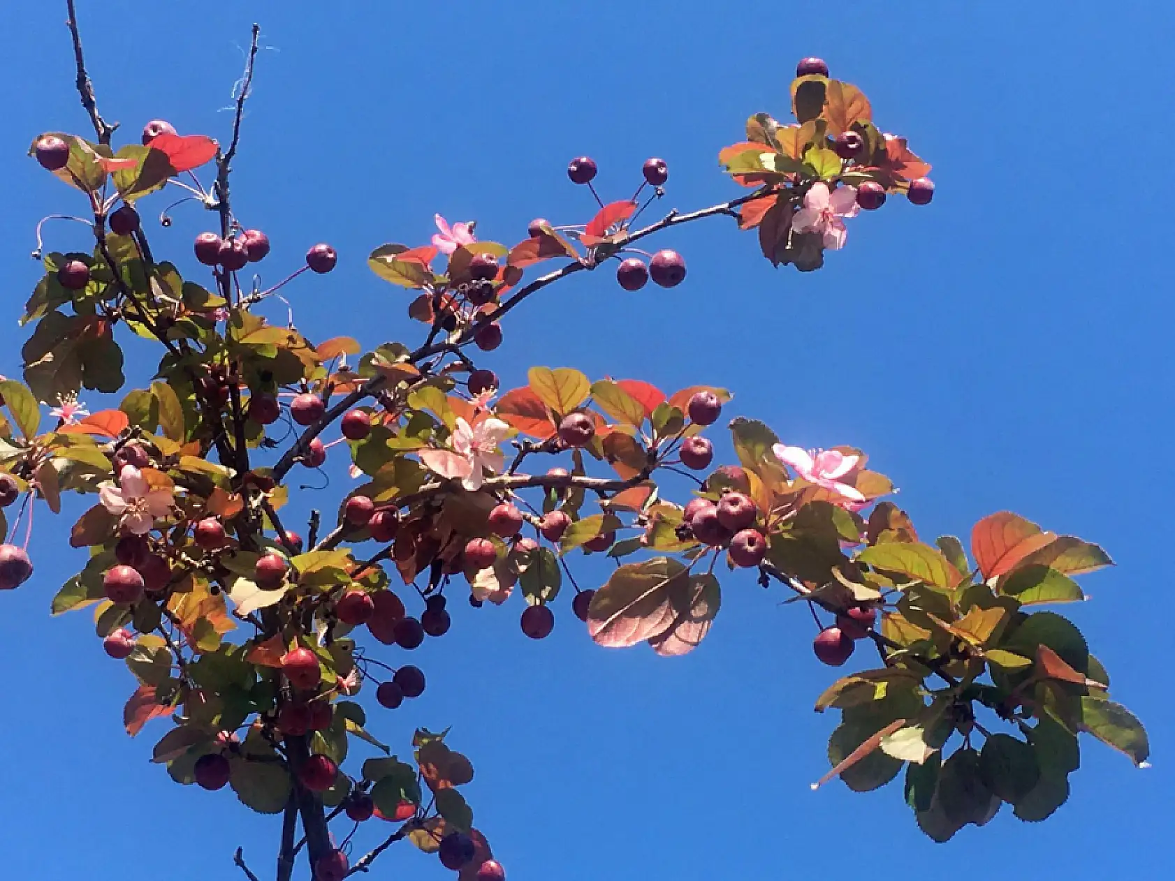 Ali Dağı'nda mucize olay