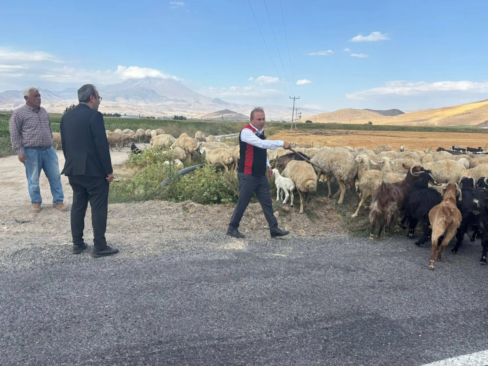 Kayseri'de kaç hayvan var?