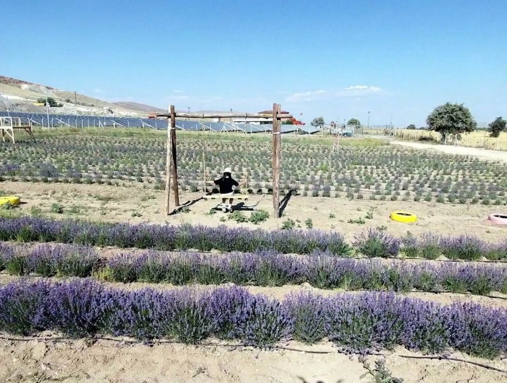 Bozkıra lavanta bahçesi kurdu