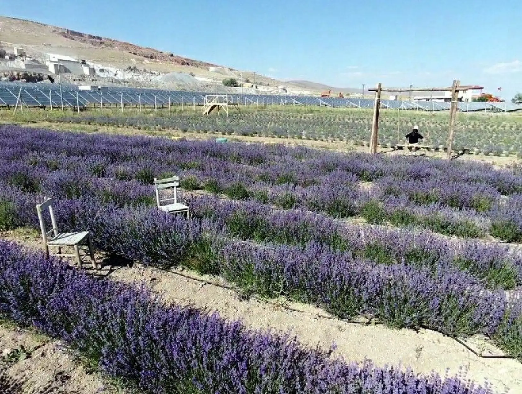 Bozkıra lavanta bahçesi kurdu