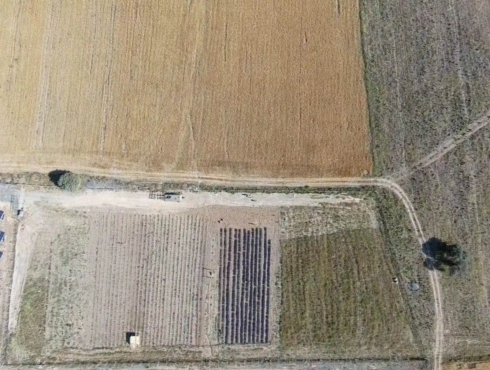 Bozkıra lavanta bahçesi kurdu