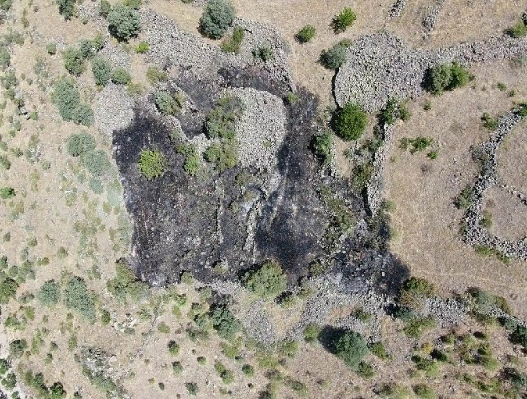 Bin 200 ağaç kurtarıldı