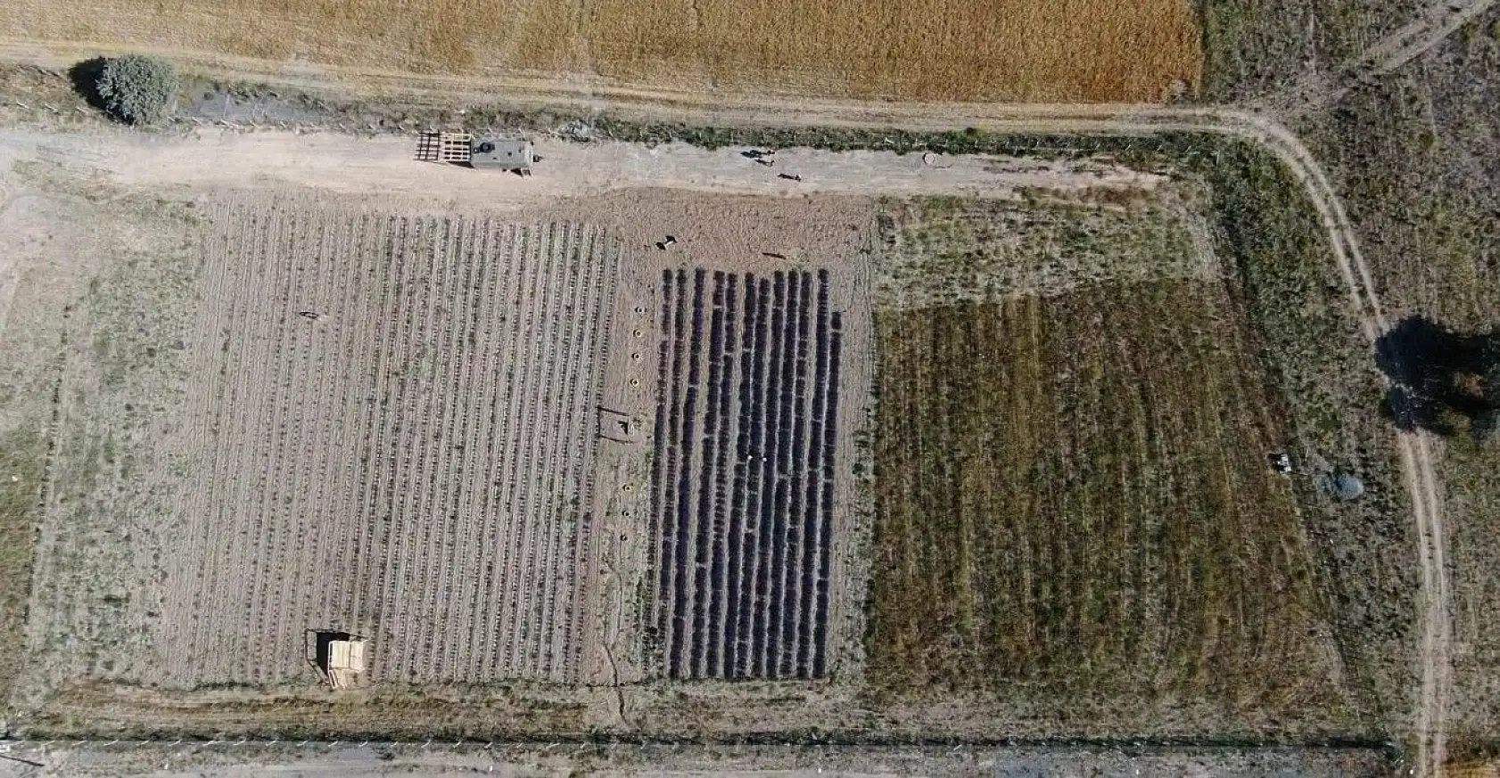 Bozkıra lavanta bahçesi kurdu