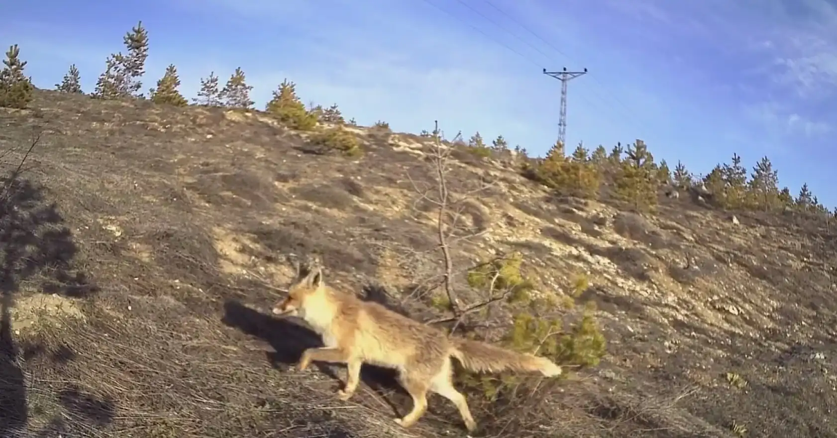 Kayseri'de ortaya çıktılar, kurulan kameraya takıldılar! Bakın Kayseri'de hangi hayvanlar yaşıyor?