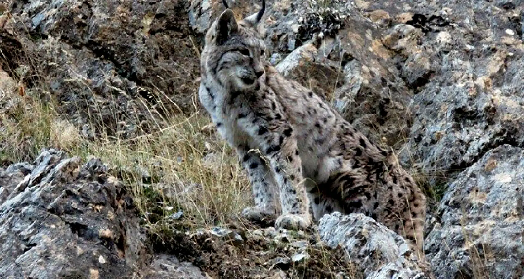 Ormanın Hayaleti Kayseri'de karanlık çökünce bir anda çiftçinin önüne çıktı!