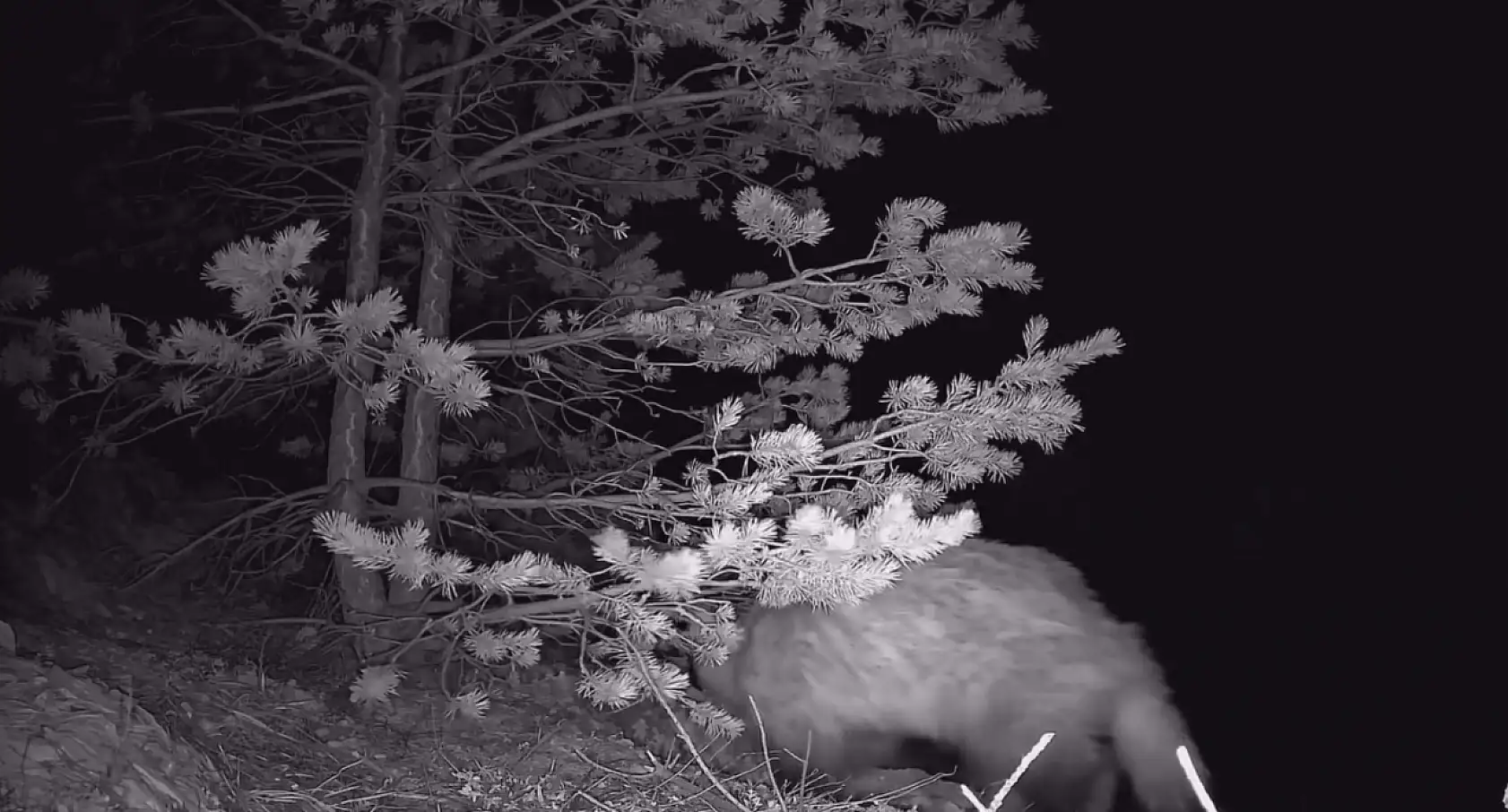 Kayseri'de ortaya çıktılar, kurulan kameraya takıldılar! Bakın Kayseri'de hangi hayvanlar yaşıyor?