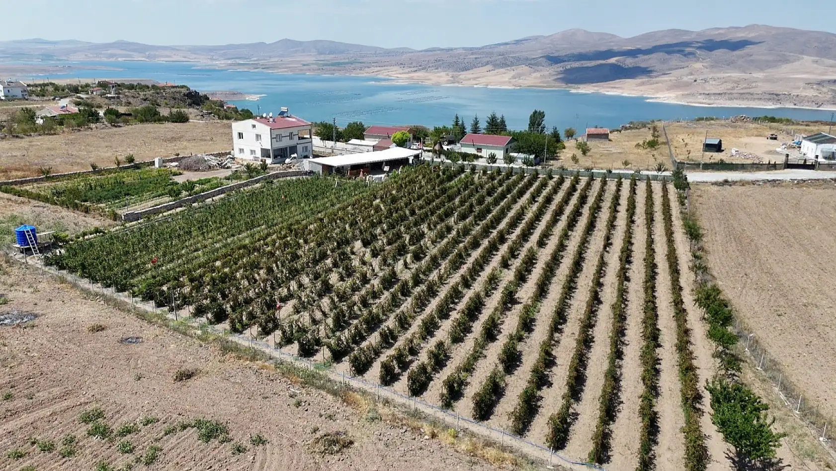 Kayseri'ye alternatif ürün Ahududu ve Böğürtlen!