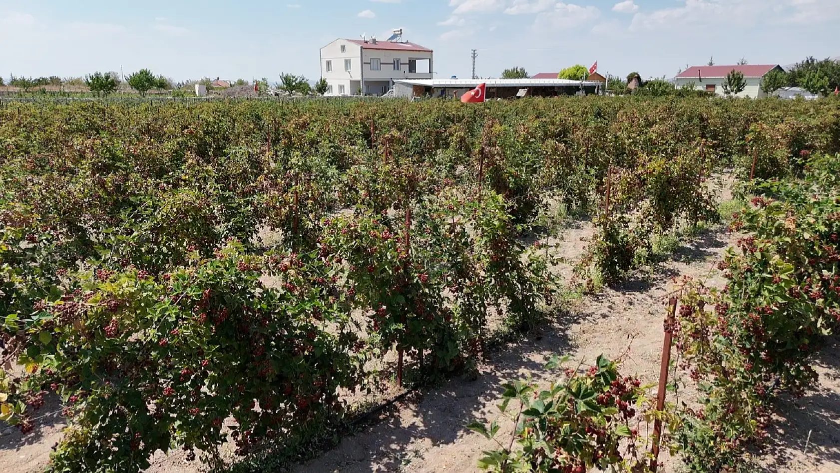 Kayseri'ye alternatif ürün Ahududu ve Böğürtlen!