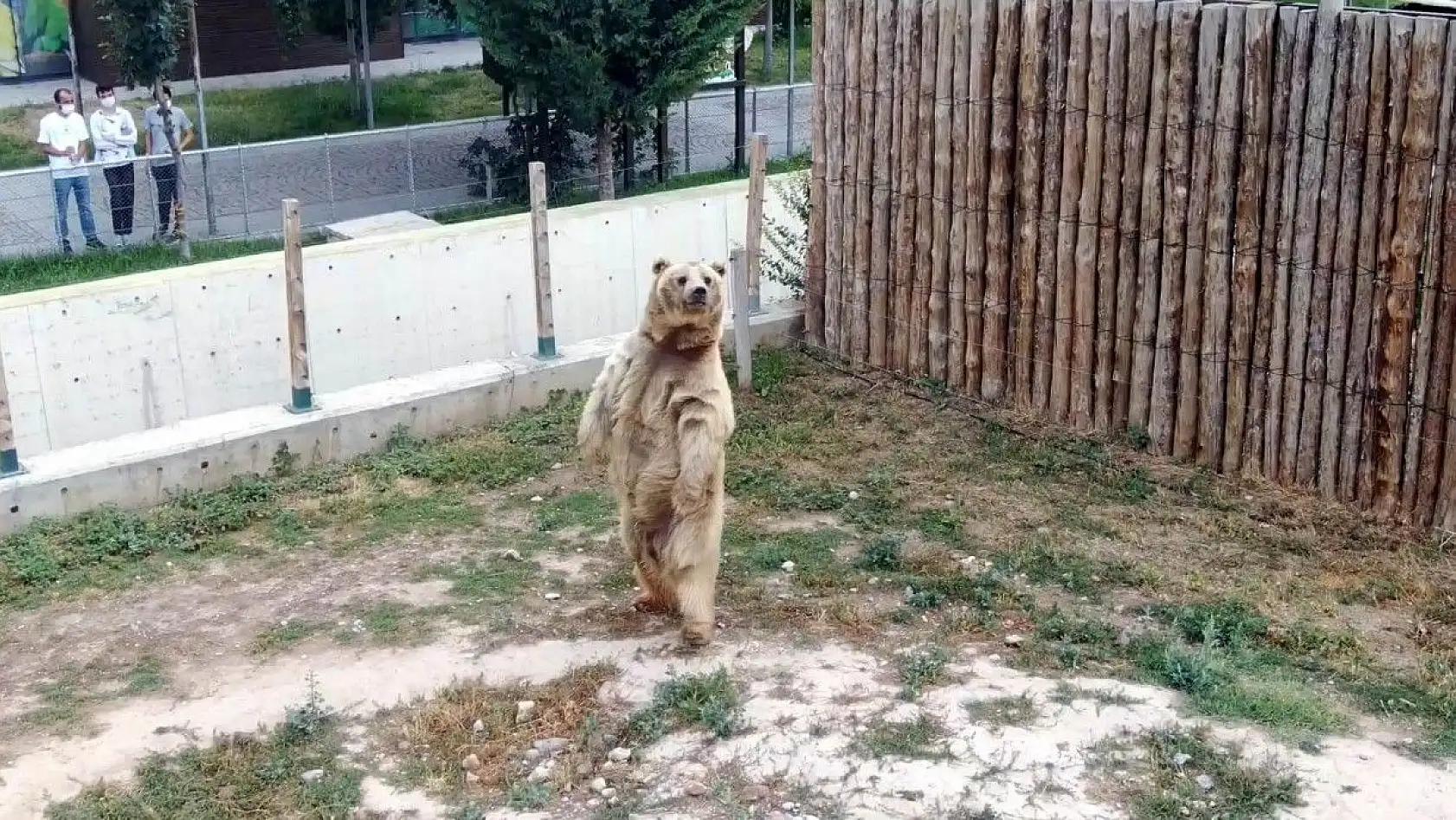 Ayılar dronu görünce bakın ne yaptı?