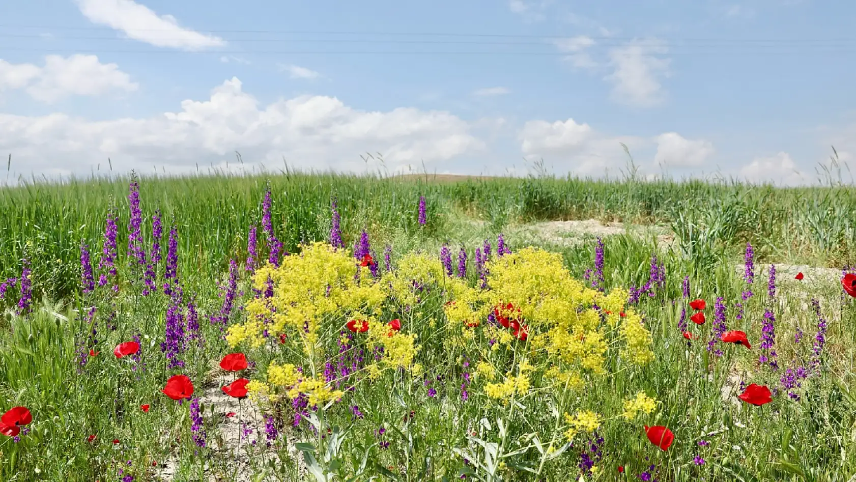 Kayseri'de kırlarda gezen Başkan kim?