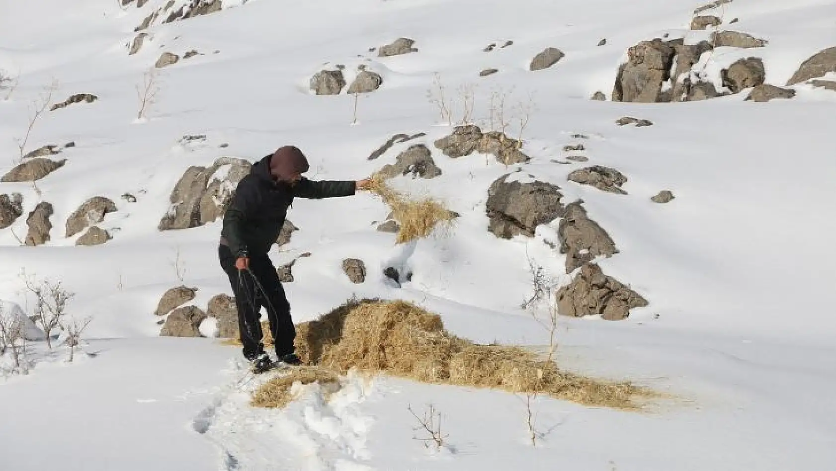 Dağ keçileri drone ile görüntülendi