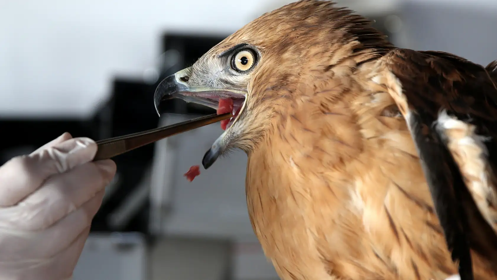 '400'ün üzerinde kuş tedavi edildi ve doğaya salındı'