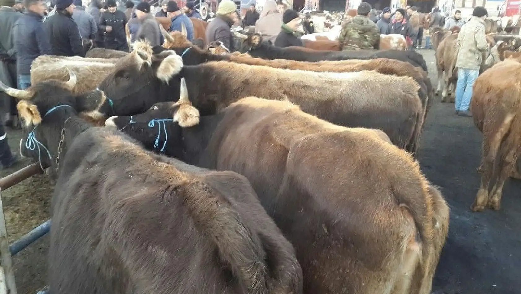 Arazide çalınan hayvanlar hayvan pazarında bulundu
