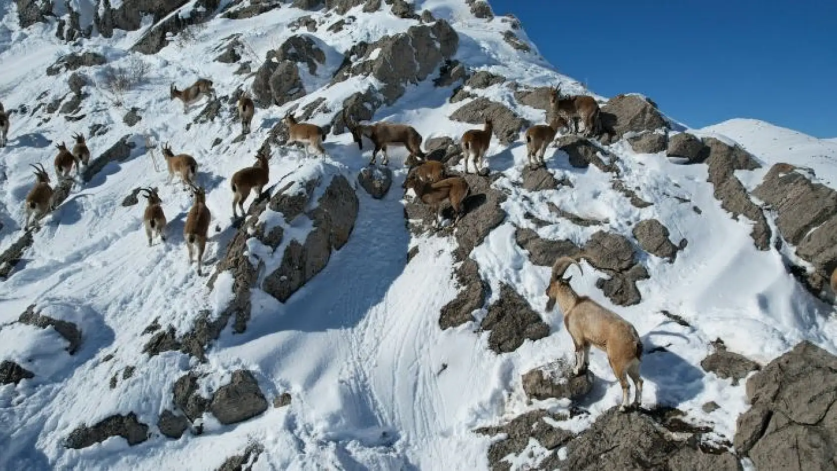 Dağ keçileri drone ile görüntülendi