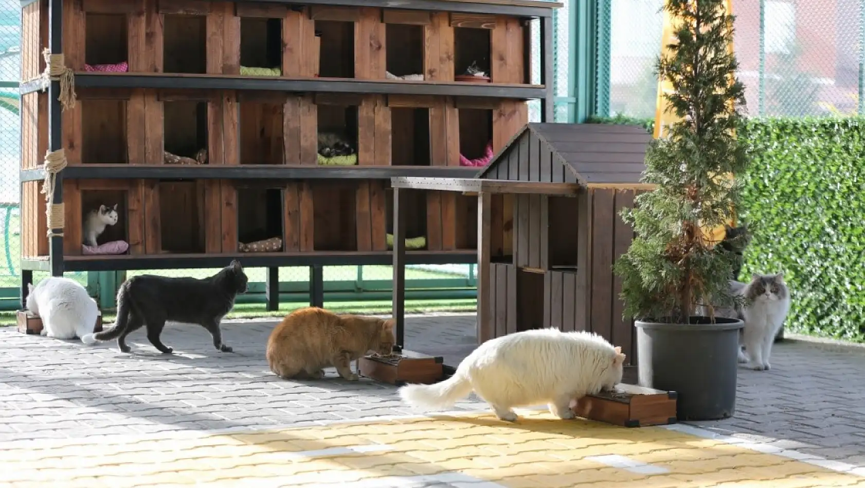 Göz kamaştıran çeşitlilikteki kedilerle dolup taşan kasaba