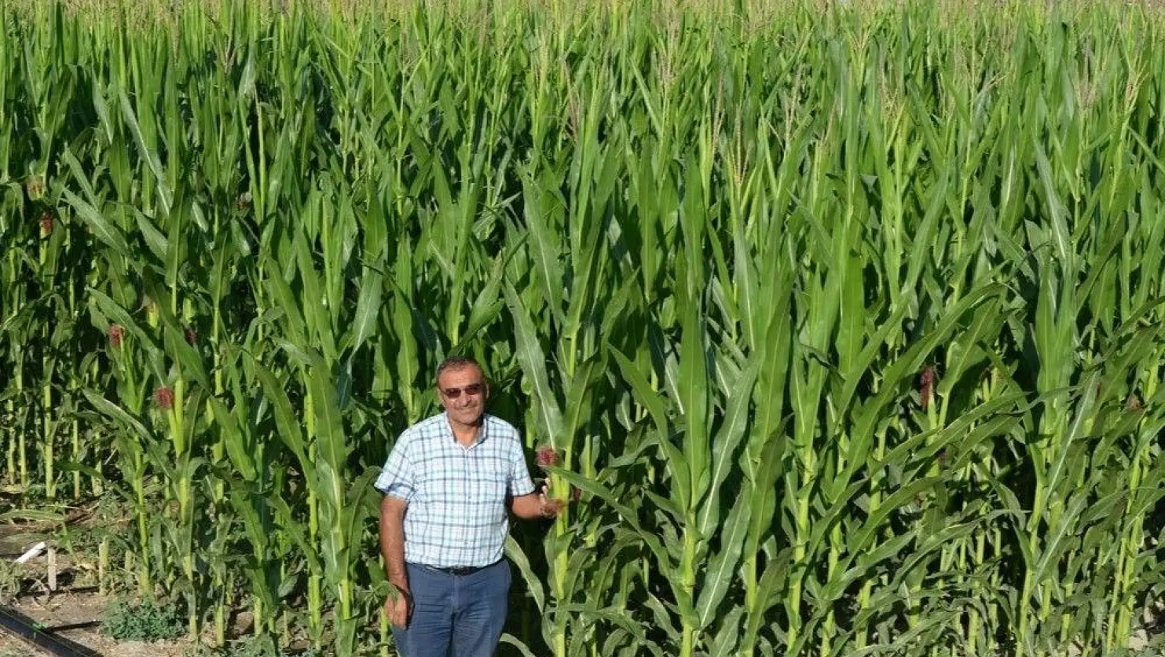 Kayseri Şeker'in sözleşmeli silajlık mısır ekiminde talep patlaması yaşanıyor