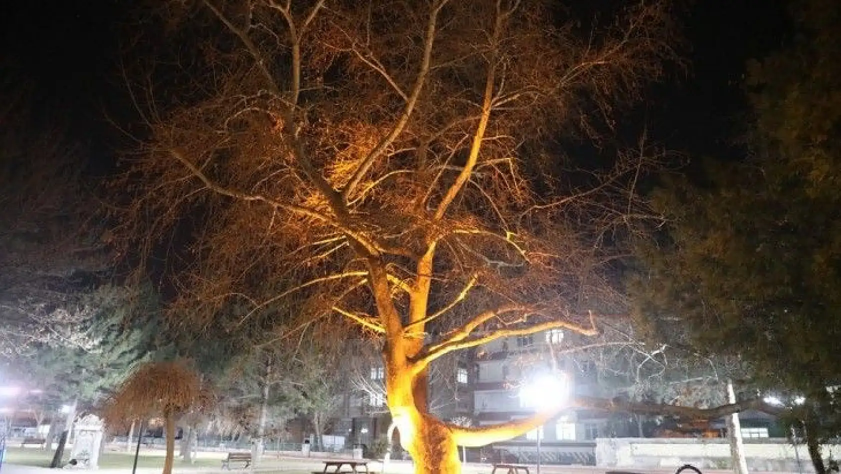 Çınar ağaçları tarihe ışık tutuyor