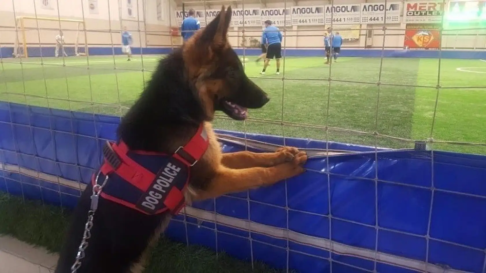 Futbol düşkünü köpek görenleri hayretler içinde bırakıyor